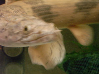 エンドリケリーの写真