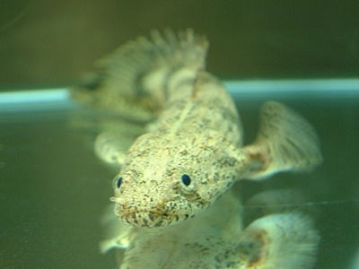 エンドリケリーの写真