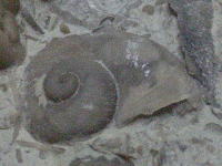 巻き貝の化石の写真
