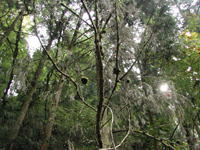森の樹木の写真