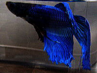 青いベタの写真