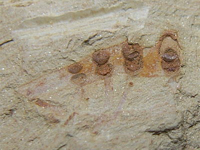 澄江生物化石群の代表的な動物／ミクロディクティオン