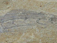 ハイコウエラの化石