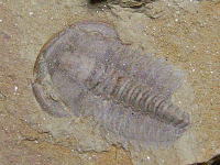 ユンナノケファルスの化石