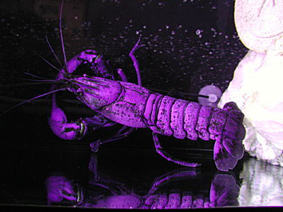 マロンザリガニ