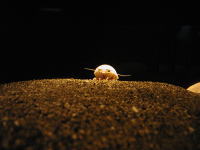 月面を歩くかのようなオオグソクムシの写真