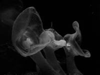 深海の謎の生物オオグチボヤの写真