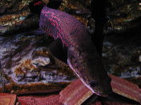 世界最大の有鱗淡水魚「ピラルク」の写真