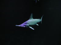 巨大な海のハンター「アカシュモクザメ」の写真