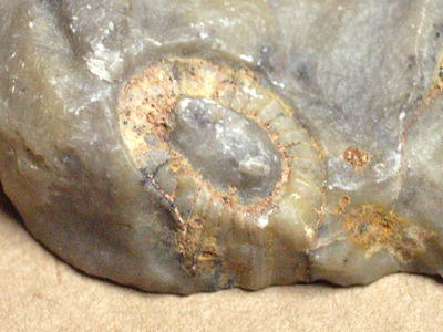 古杯動物の化石の写真