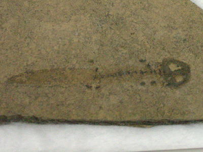 アパテオンの化石の写真