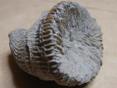 イソギンチャクの化石の写真