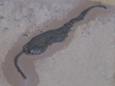 脊椎動物の祖先とされる生物の化石