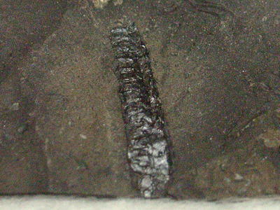 筆石の化石の写真