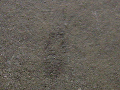 コオイムシの化石の写真