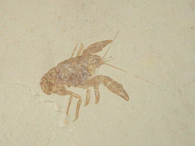 ザリガニの化石の写真