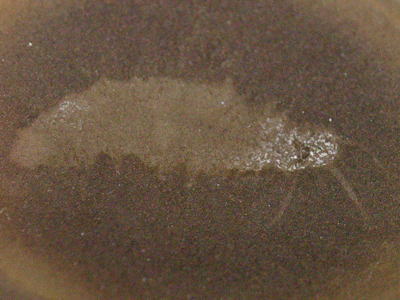 フォスデシマの化石の写真