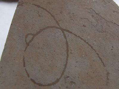 グリパニアの化石の写真