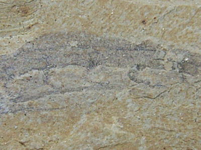 ハイコウエラの化石の写真