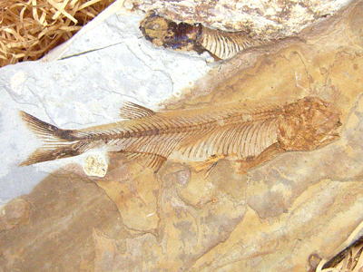 リコプテラの化石の写真