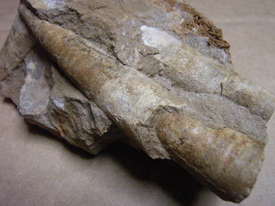 直角石の化石の写真