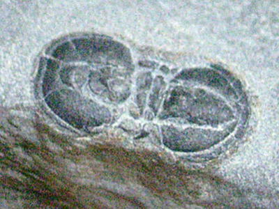 アグノストゥスの化石の写真