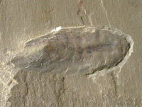 カンブリア紀の節足動物の化石