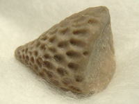 床板サンゴの化石