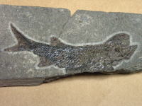 ディケロフィゲの化石の写真