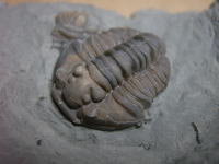 オルドビス紀の三葉虫の化石の写真