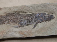 ラウニアの化石の写真