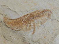 レアンコイリアの化石