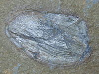 太古の腕足類の化石