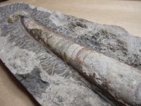 大型の直角石の化石