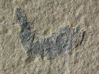 棘魚類の化石