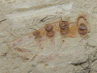 ミクロディクティオンの化石