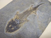 ミクロメレルペトンの化石