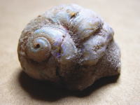 オパール化した巻貝の化石の写真