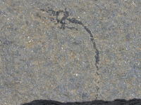 原始肺魚類の化石の写真