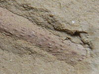 謎の生物パルブロノダの化石
