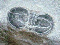アグノストゥスの化石