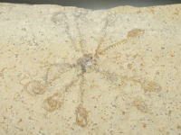 サッココマの化石の写真