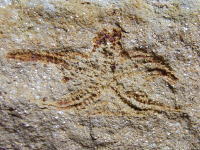 シルル紀のヒトデの化石の写真