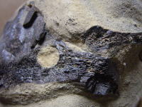 脊椎動物の一種の化石
