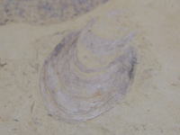澄江（チェンジャン）生物群の一種の化石
