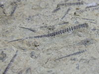 テンタキュリテスの化石