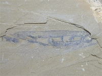 ユンナノズーンの化石の写真