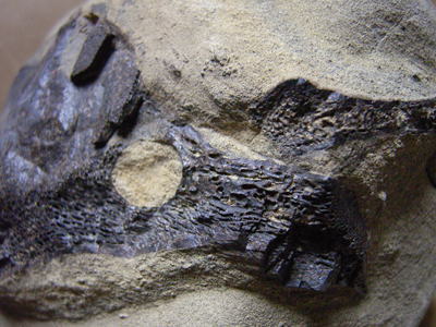 脊椎動物の一種の化石の写真