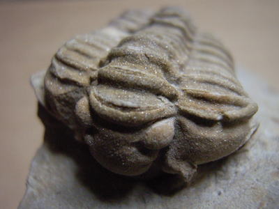 三葉虫（ステロカリメネ）の化石の写真