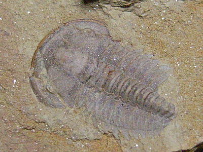 三葉虫（ユンナノケファルス）の化石の写真